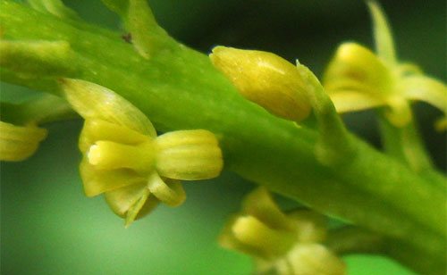 Liparis dendrochiloides Seidenf. ex Aver. có lá thuôn dài 8-10 cm, hoa màu vàng nhạt, nhỏ, mở to. Đây là loài đặc hữu của Việt Nam.